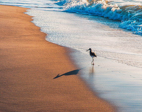 Sandpiper Silhouette