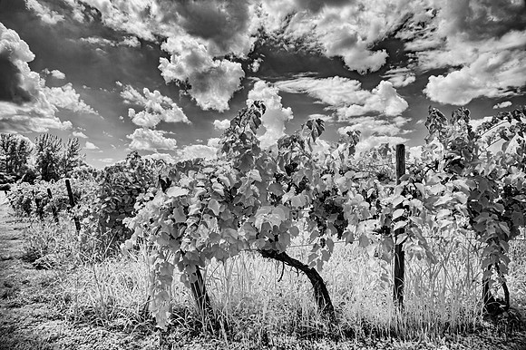 Winery Symmetry