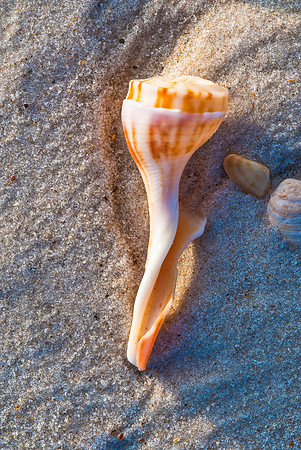 Seashells 3