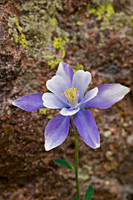 Colorado Columbine