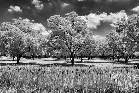 Orchard Symmetry & Shadows