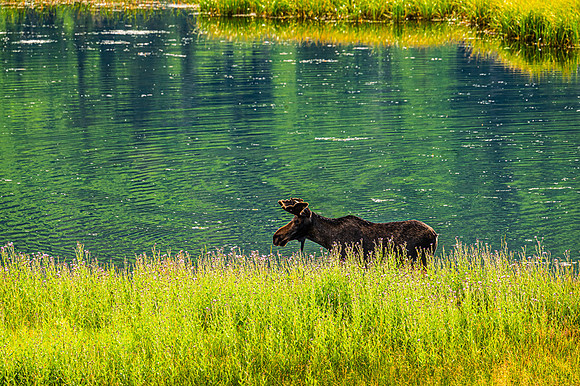 Bull Moose Closer
