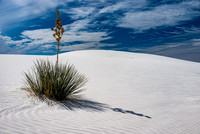 Yucca Cactus