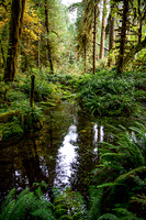 Clear Springwater Reflection