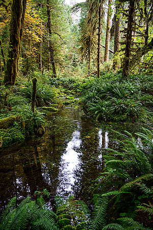 Clear Springwater Reflection