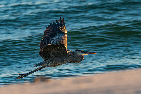 Great Blue Heron