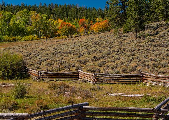Fence, Field, Fall Color