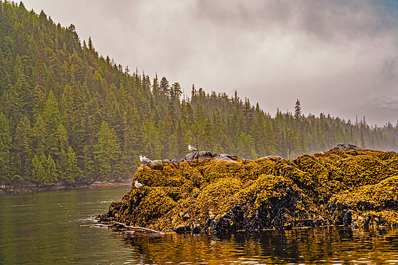 Sea Gulls Resting Spot