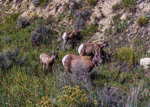 Mountain Goat Family