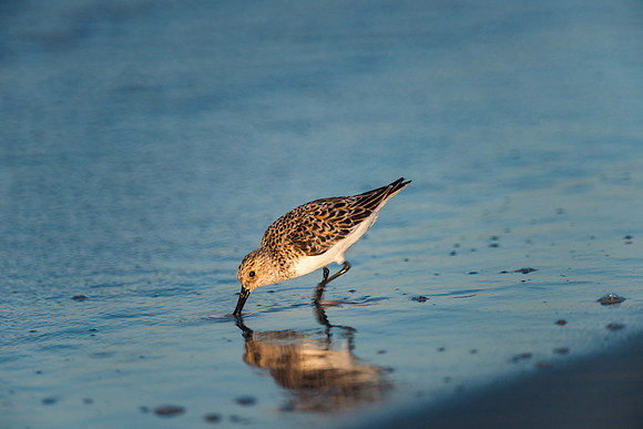 Hungry Sandpiper