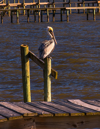 On A Pelican Perch