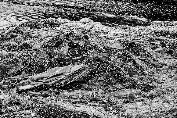 Barnacle Covered Rocks