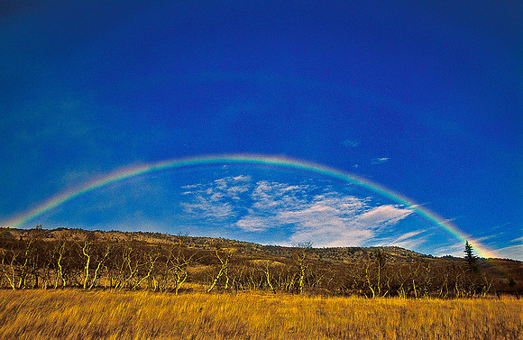 Radiant Rainbow