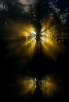 BOOK: Natural Inspiration: Images & Insights