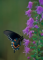 Black Beauty