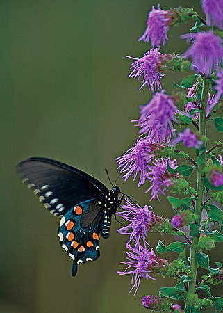 Black Beauty