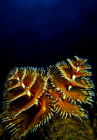 Christmas Tree Worm