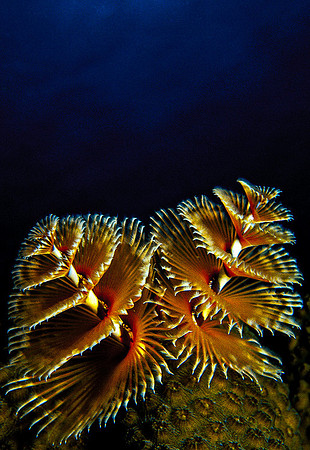 Christmas Tree Worm