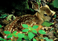 Natural Innocence