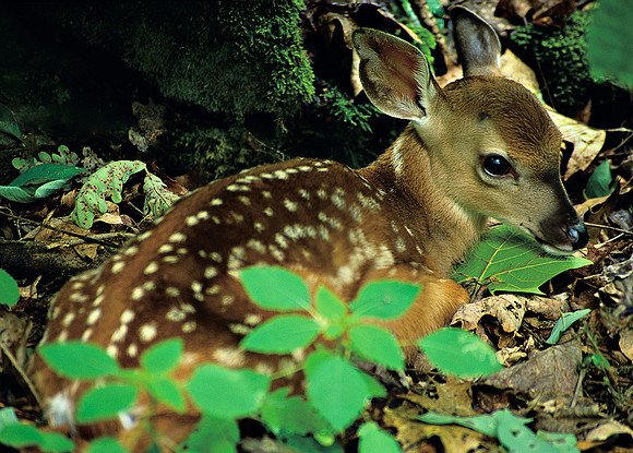 Natural Innocence