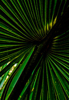 Palm Print