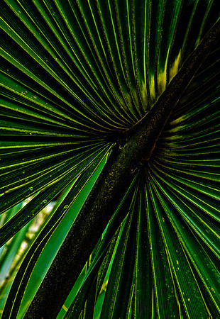 Palm Print