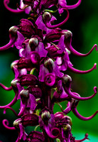 Repulican Red