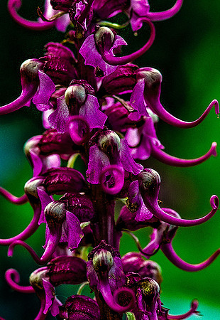 Repulican Red