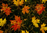Art of Nature