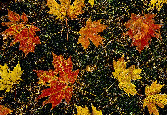 Art of Nature