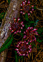 Pinwheels