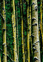 Woods of Wonder