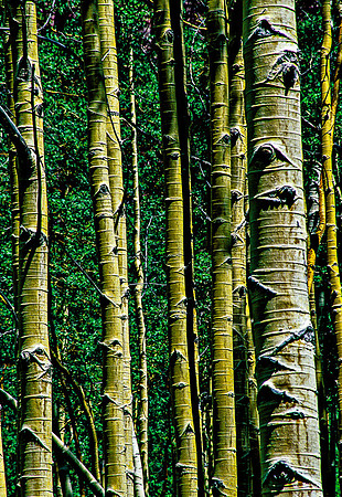 Woods of Wonder