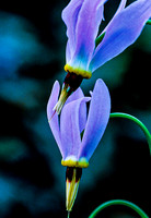 Stars of Spring