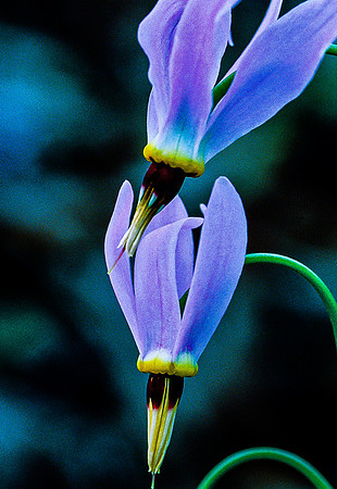 Stars of Spring