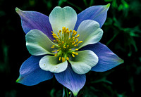 Natural Elegance