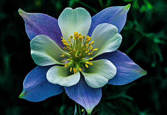 Natural Elegance