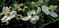 Dogwood Delight