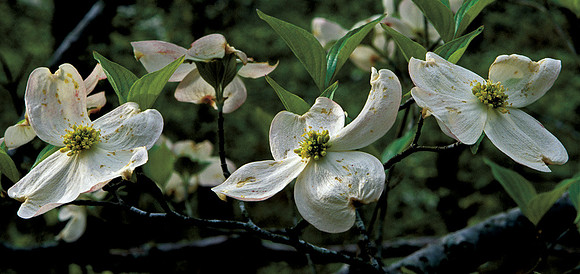 Dogwood Delight