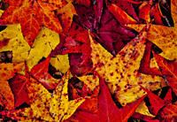 Stars of Fall
