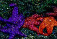 Stars of the Sea