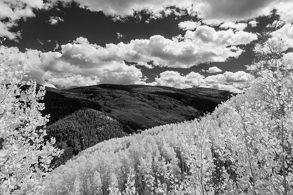 Infrared aspen landscape