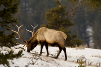 Elk Looking for Food