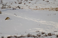 Coyote "Dive"