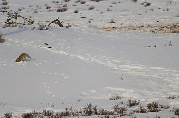 Coyote "Dive"