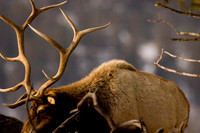 Big Elk Closeup