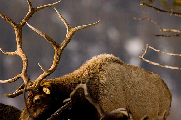 Big Elk Closeup