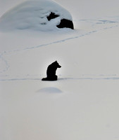 Black Lone Wolf