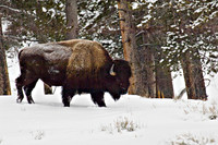 Bison Walk In Trees
