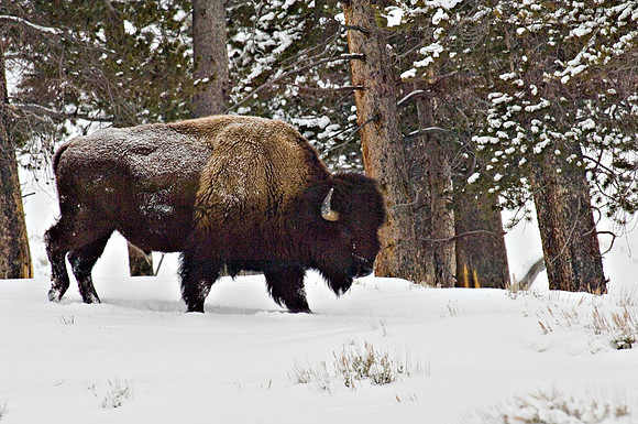 Bison Walk In Trees